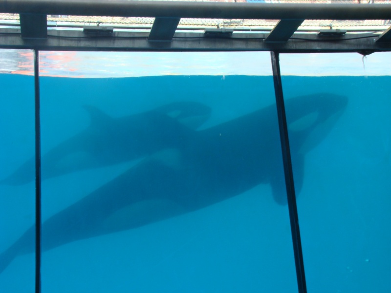 Nouvelles des orques du Marineland d'Antibes ! - Page 5 Dsc07719