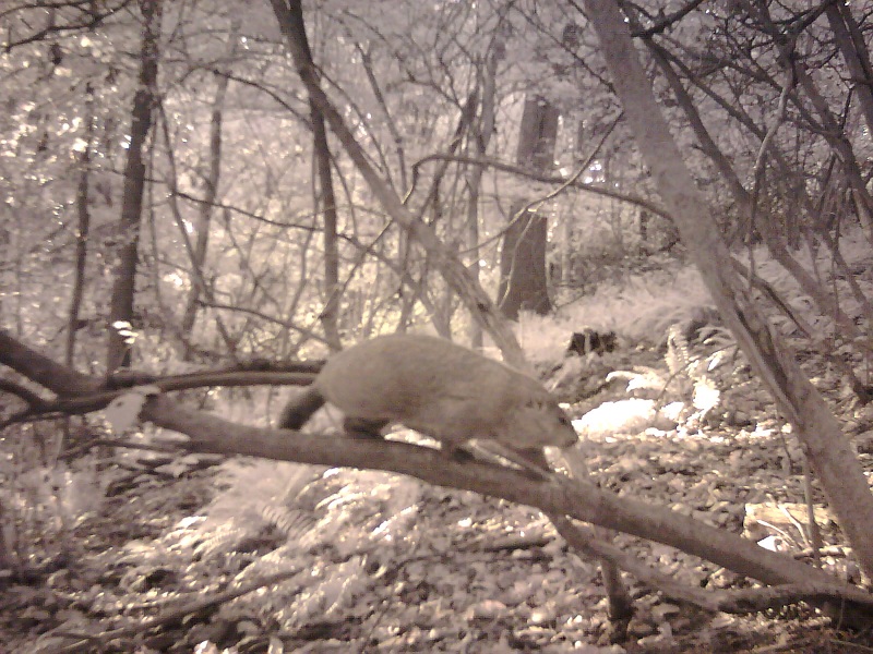 Ground-Hog (Recon Viper HD) 2012-019