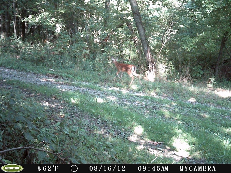 Fawn (Moultrie D-55IR) 2_310
