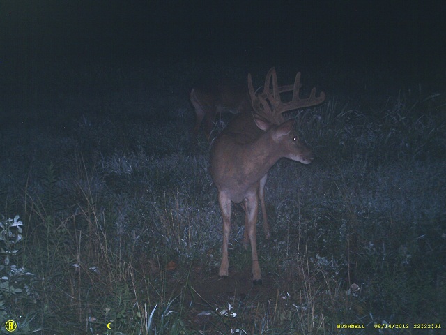 Got him(Bushnell TS / Recon Viper) 6_1710