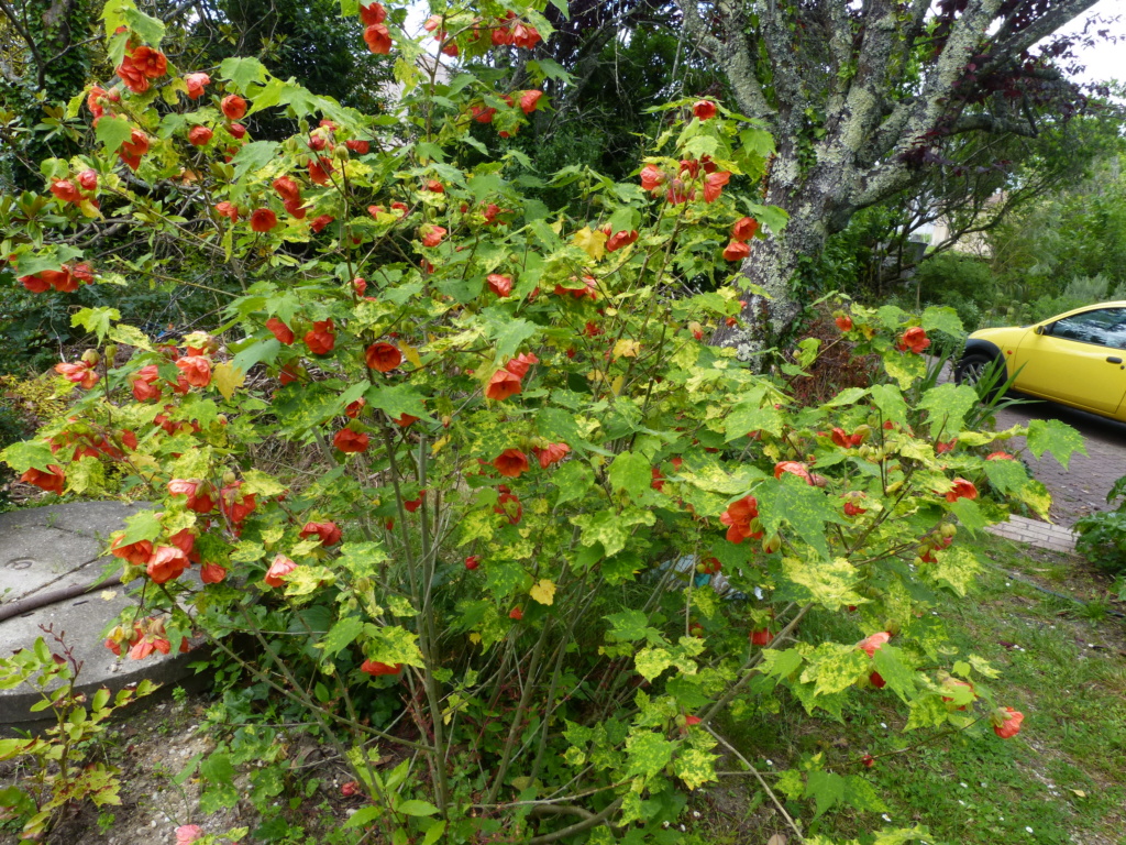 Demande:  la variété de cet Abutilon Abutil15