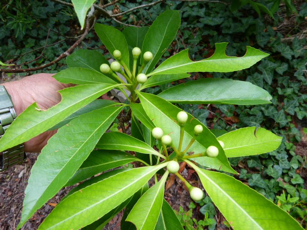 Citharexylum spicatum, Schima superba, Rhododendron macrosepalum linearifolium, Melaleuca huegelii [devinette] Devine11