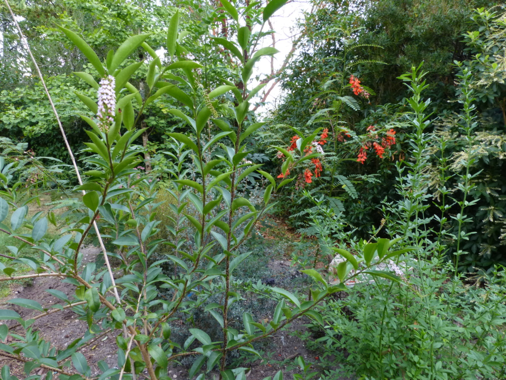 Citharexylum spicatum, Schima superba, Rhododendron macrosepalum linearifolium, Melaleuca huegelii [devinette] - Page 2 Devine16