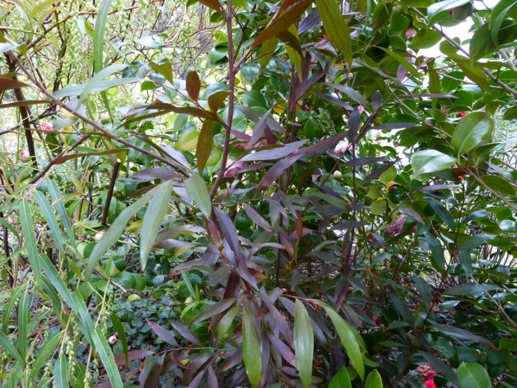 Leucothoe scarletta, Camellia 'Kujaku-Tsubaki', Stenocarpus salignus [devinette] Devine21