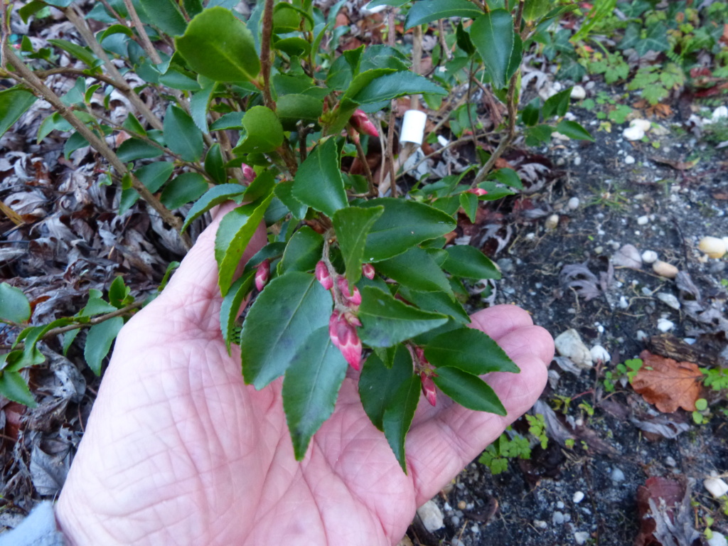 Camellia transnokoensis, Chamaebatiaria millefolium, Pittosporum brevicalyx [devinette] Devine22