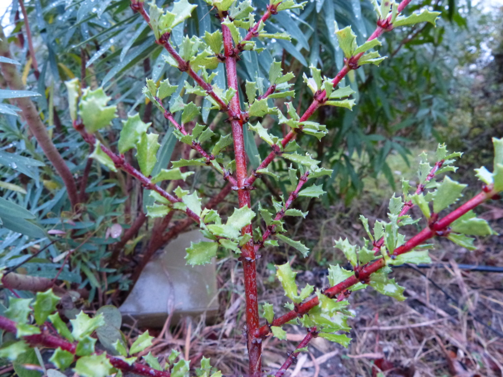 Camellia transnokoensis, Leptospermum 'Copper Sheen', Ceanothus 'Blue Jeans', 'Pittosporum tobira' [devinette] Devine29
