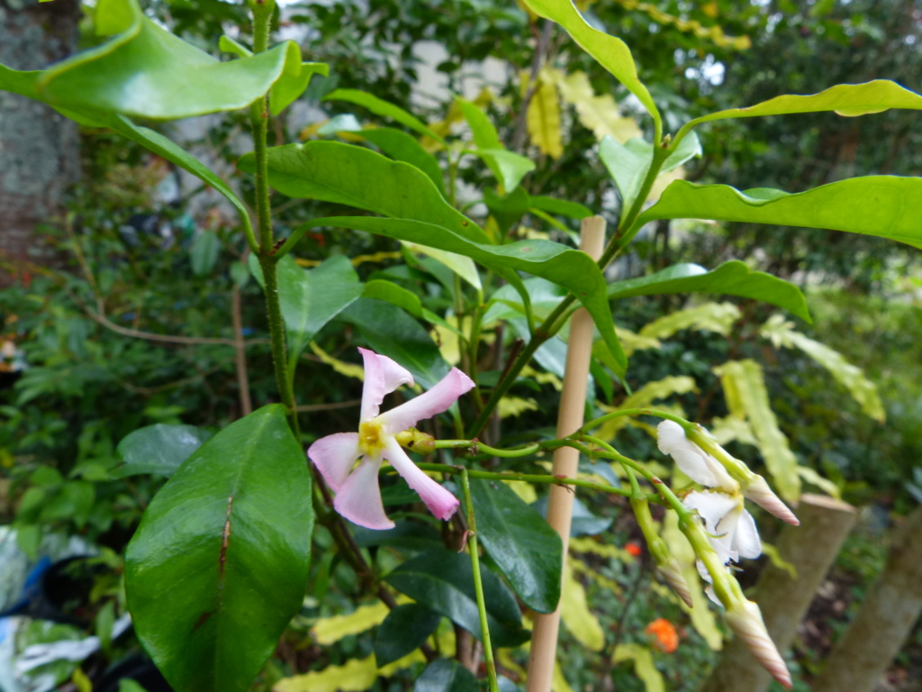 Trachelospermum asiaticum - faux jasmin jaune Trache14