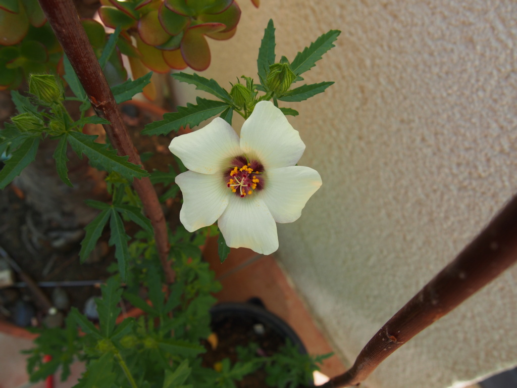 Hibiscus trionum 'Simply Love'  Hibisc11