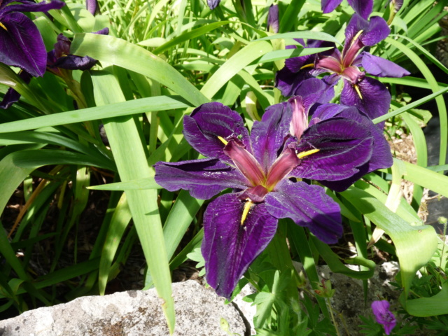 Iris ensata cv? [identification] Iris_e10