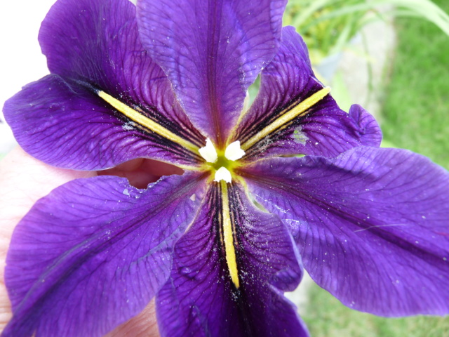 Iris ensata cv? [identification] Iris_e11