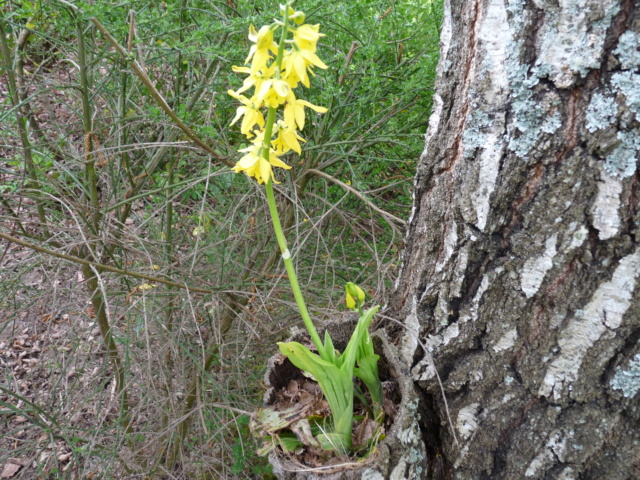Orchidées terrestres - Floraisons du moment 2019 Orchid10