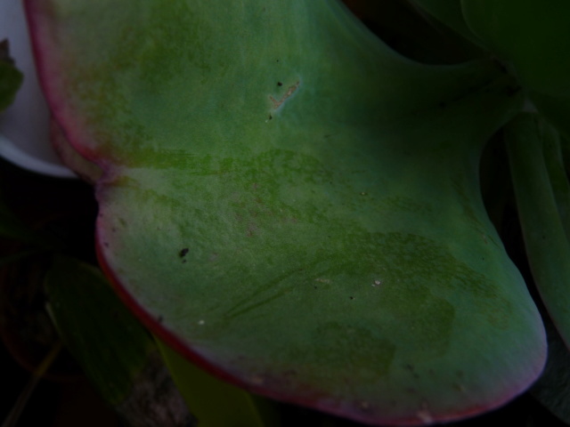 Echeveria gigantea et variabilité P1070112