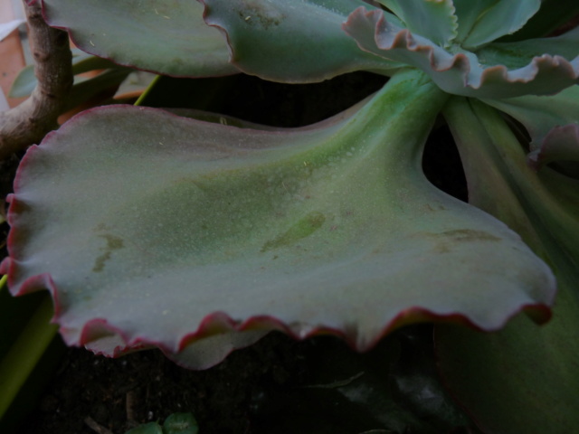 Echeveria gigantea et variabilité P1070116