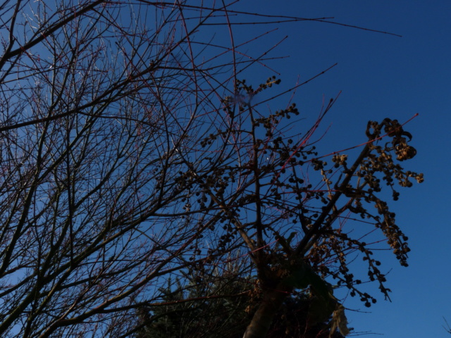 Nos arbres en hiver 2018 P1070123