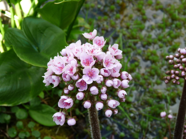 Darmera peltata P1080514