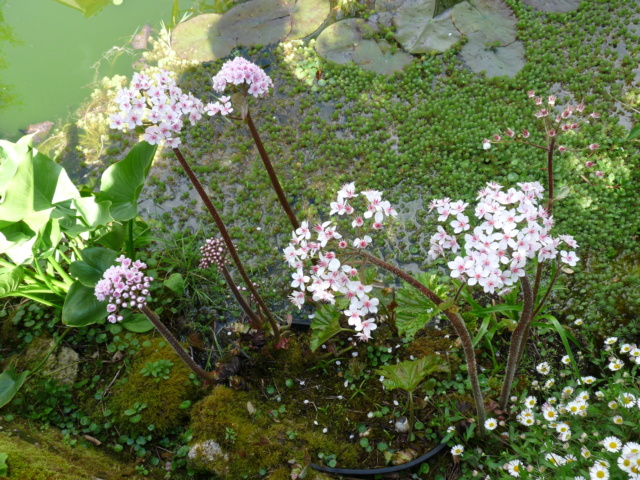 Darmera peltata P1080515