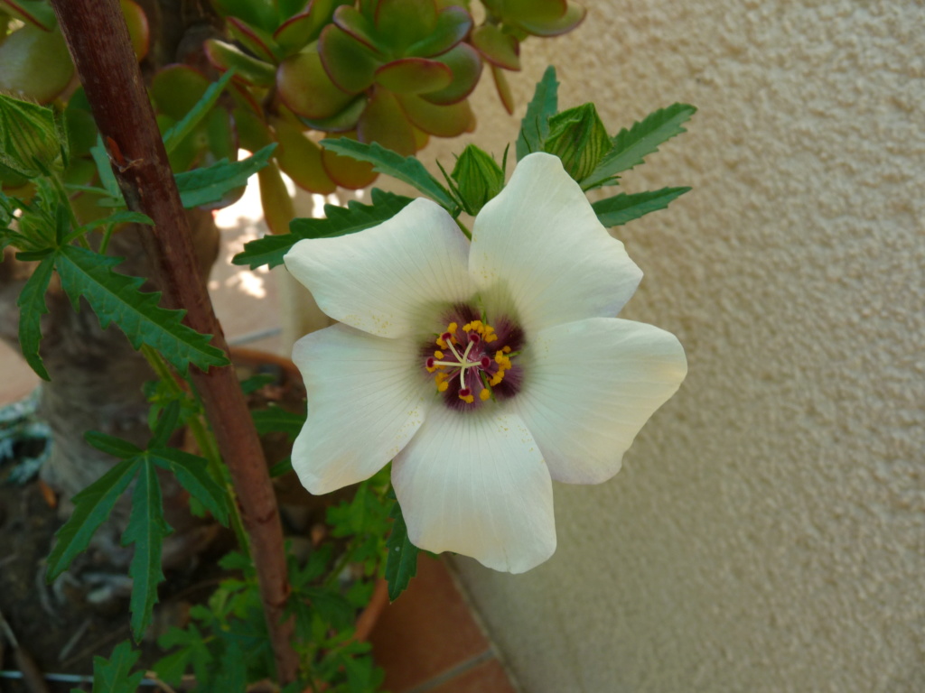 Hibiscus trionum 'Simply Love' P1080910