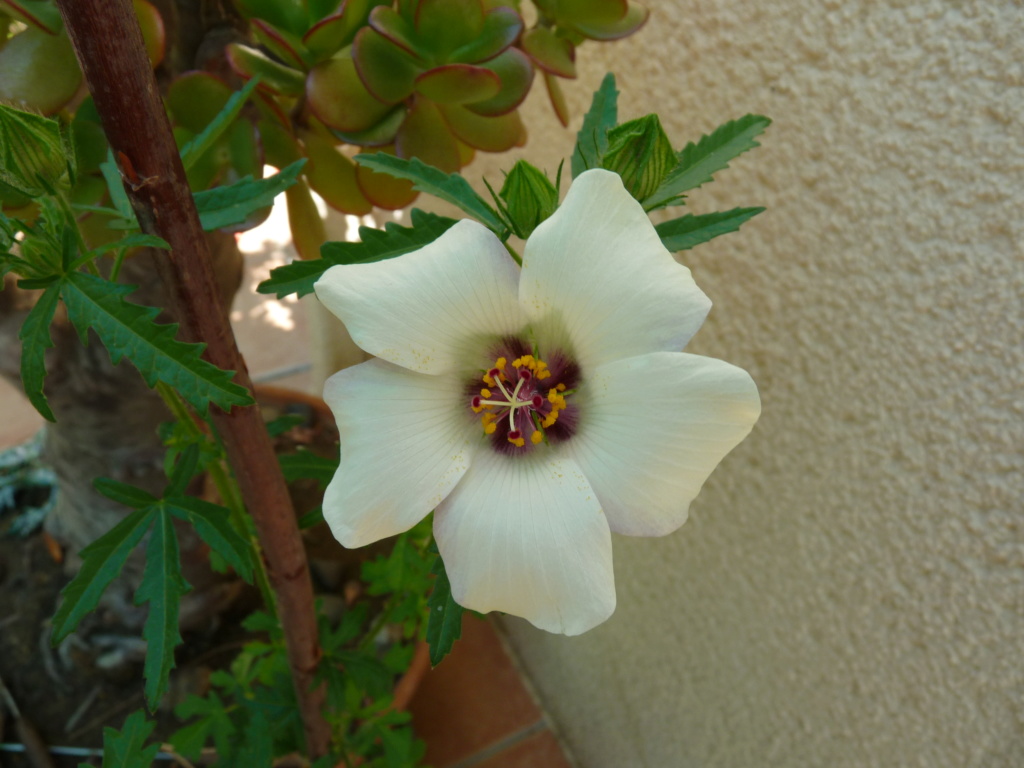 Hibiscus trionum 'Simply Love'  P1080910