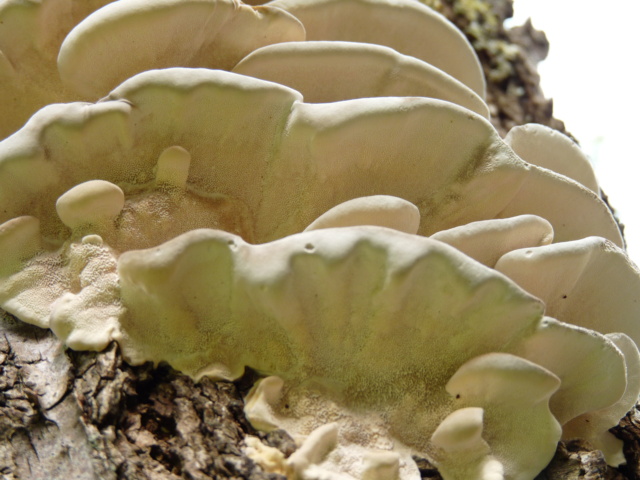 Mousses, lichens et autres fantaisies de l'hiver P1090316