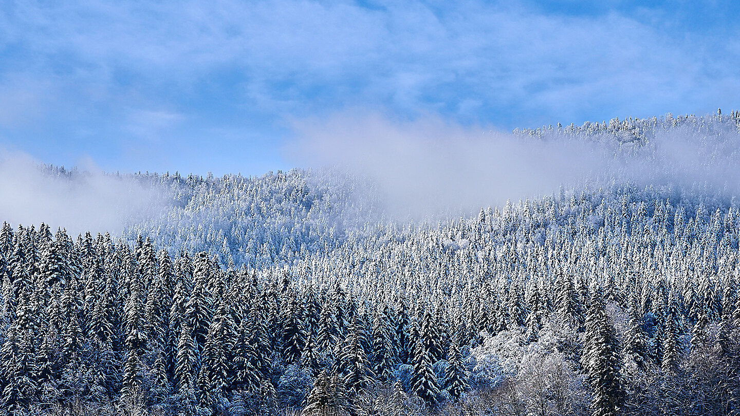C'est l'hiver, le vrai, dans les Hautes-Vosges - Page 2 _dsc0614
