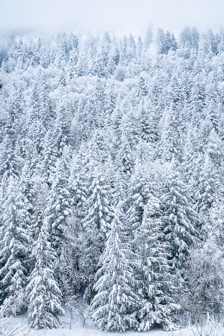C'est l'hiver, le vrai, dans les Hautes-Vosges - Page 2 _dsc0623