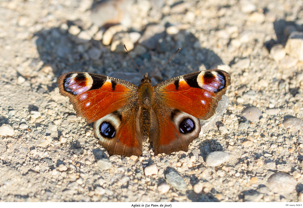 Boucle de Moiles, la nature nous émerveille ! Aglais13