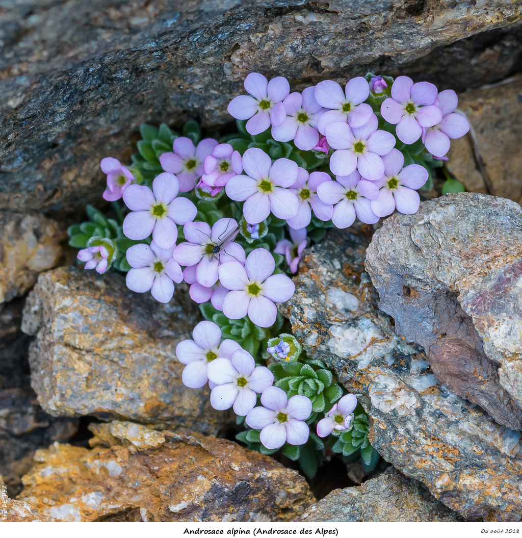 Retour sur 2018 et la flore alpine Andros26