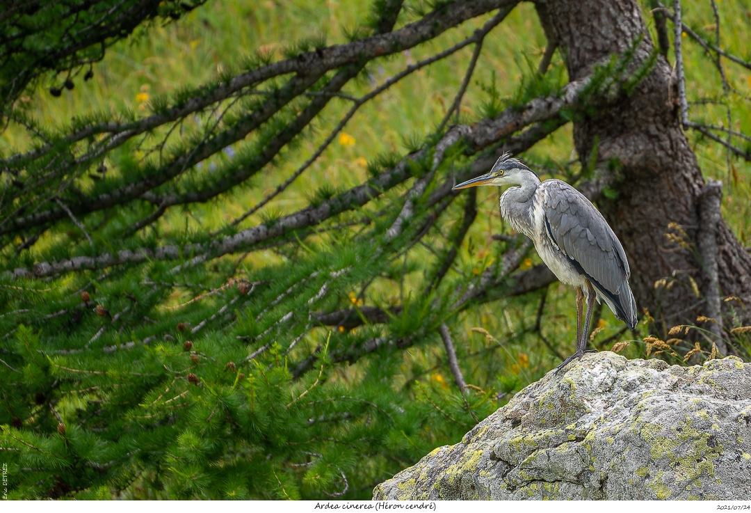 La vallée des Papillons mais pas que ! Ardea_18