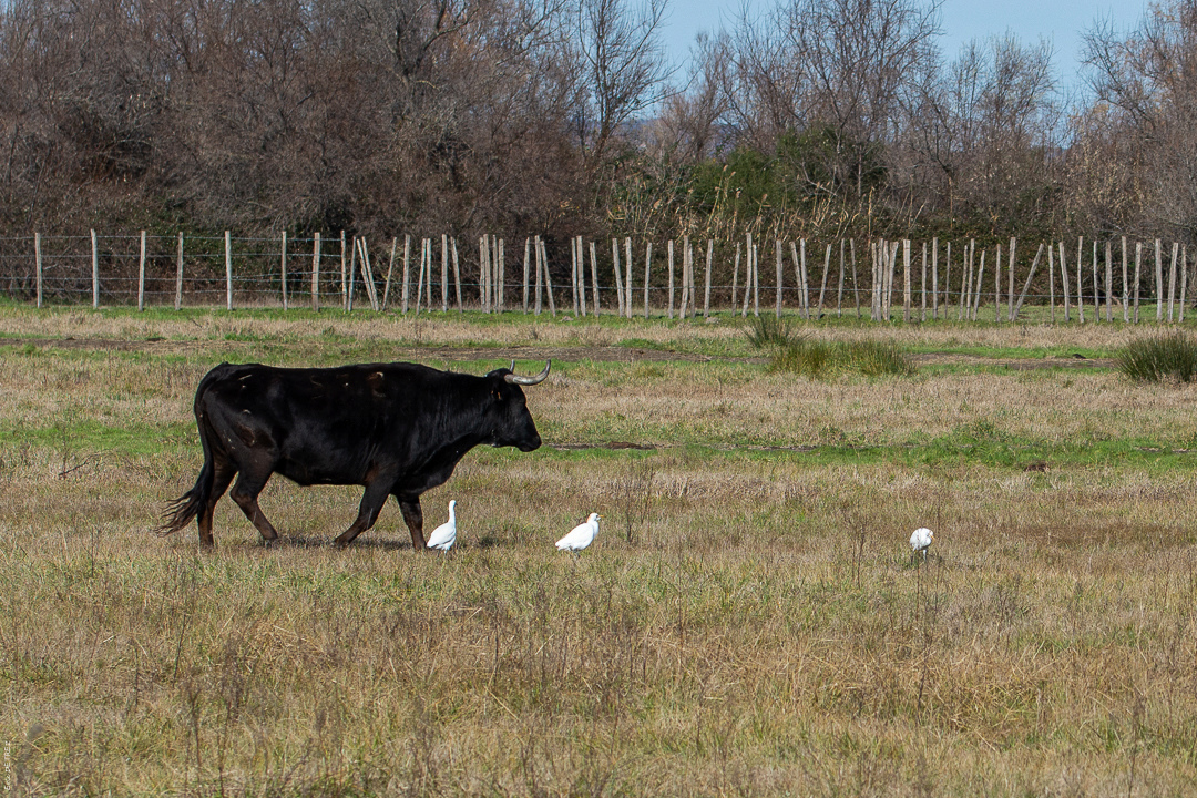 Un petit tour en Camargue Bubulc10