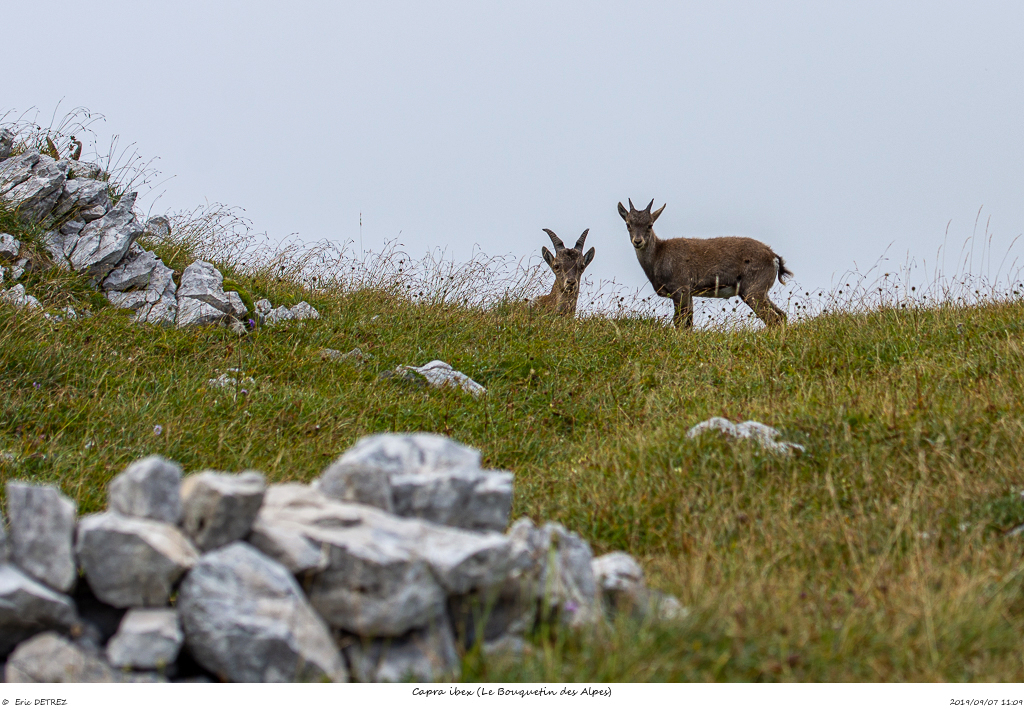 A la rencontre des Bouquetins Capra_15