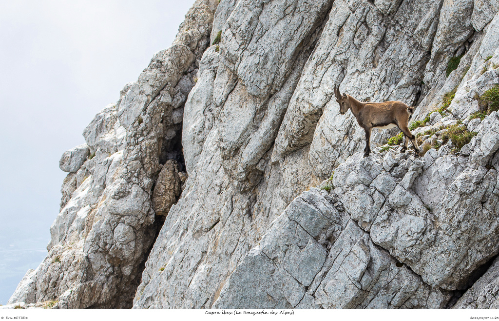 A la rencontre des Bouquetins Capra_24