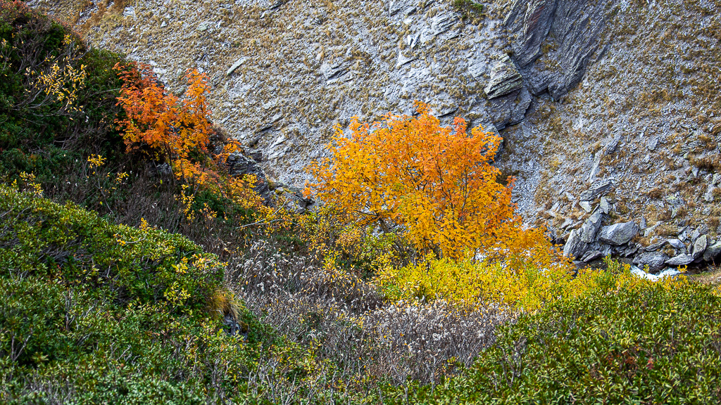 Vallée de la haute Clarée Dsc_1126