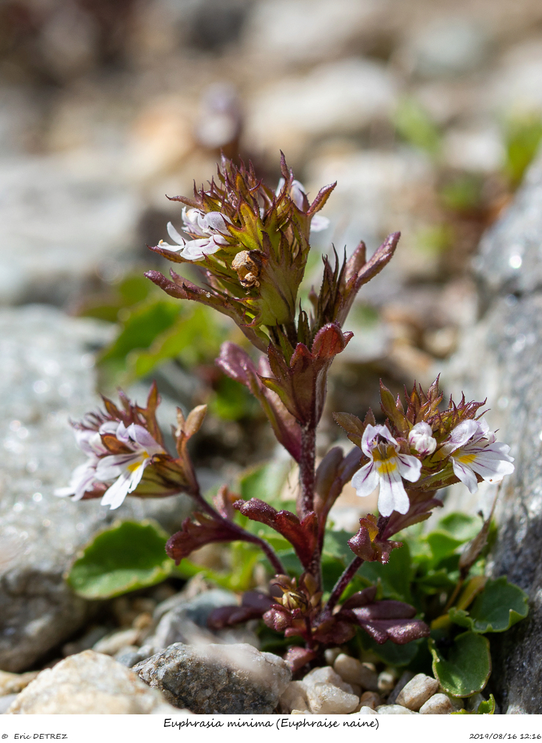 Glacier de Saint Sorlin Euphra17