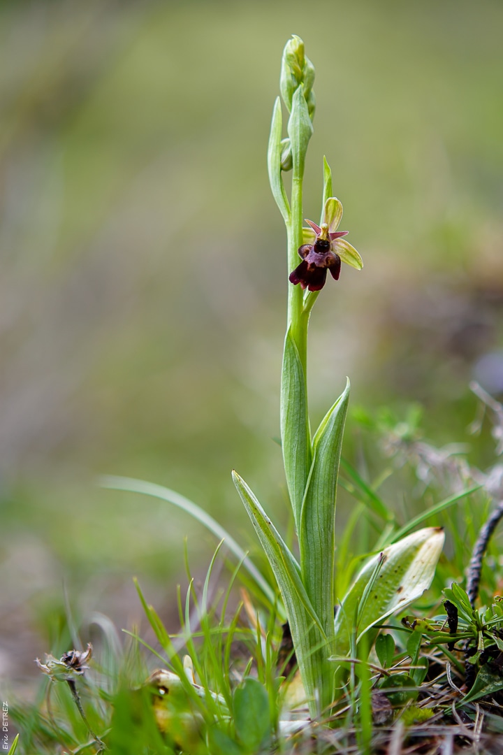  Votre plus bel Ophrys insectifera & Co Hyb_op10