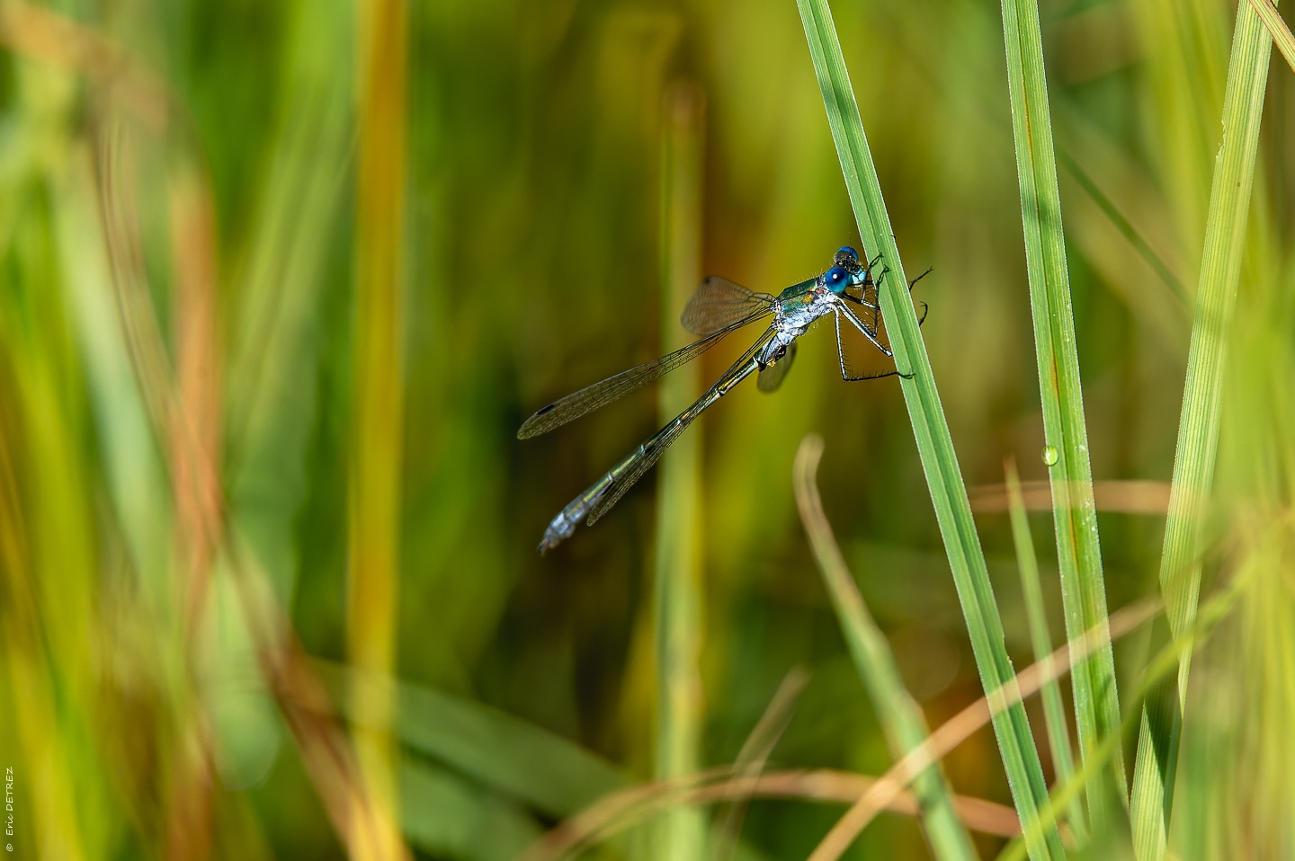 Tourner autour de son sujet Lestes28