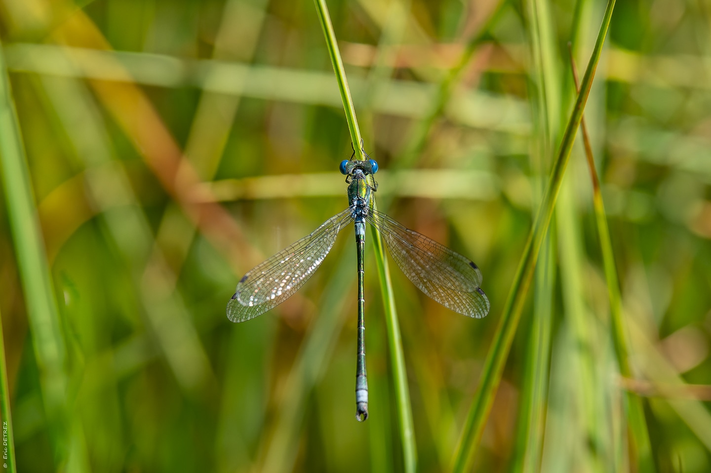 Tourner autour de son sujet Lestes30