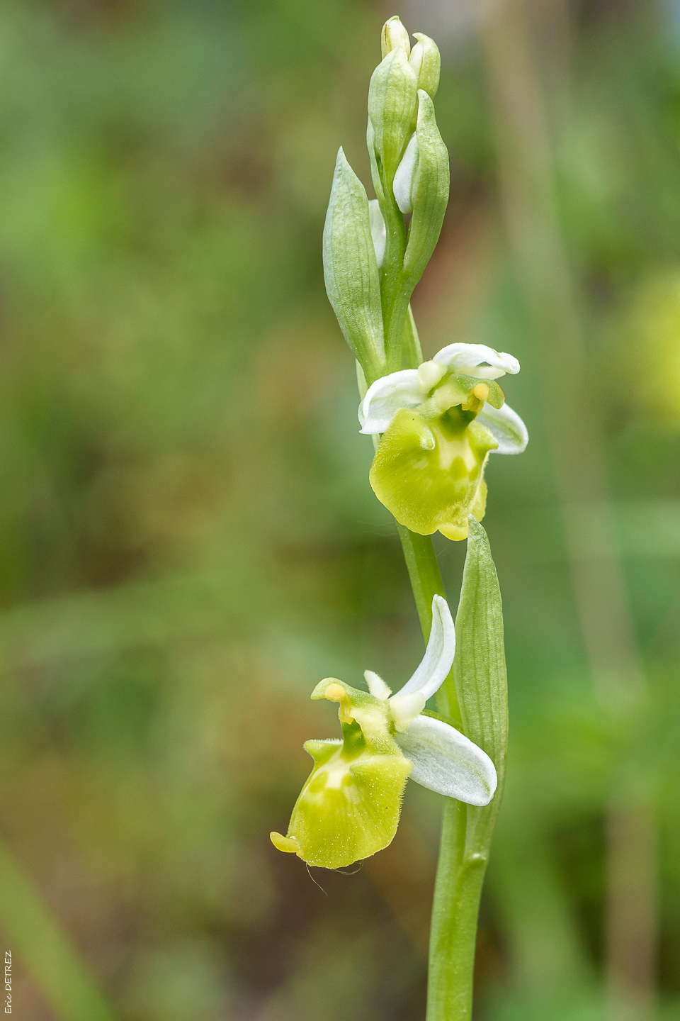 Entre Eranthes et rosettes Ophry198