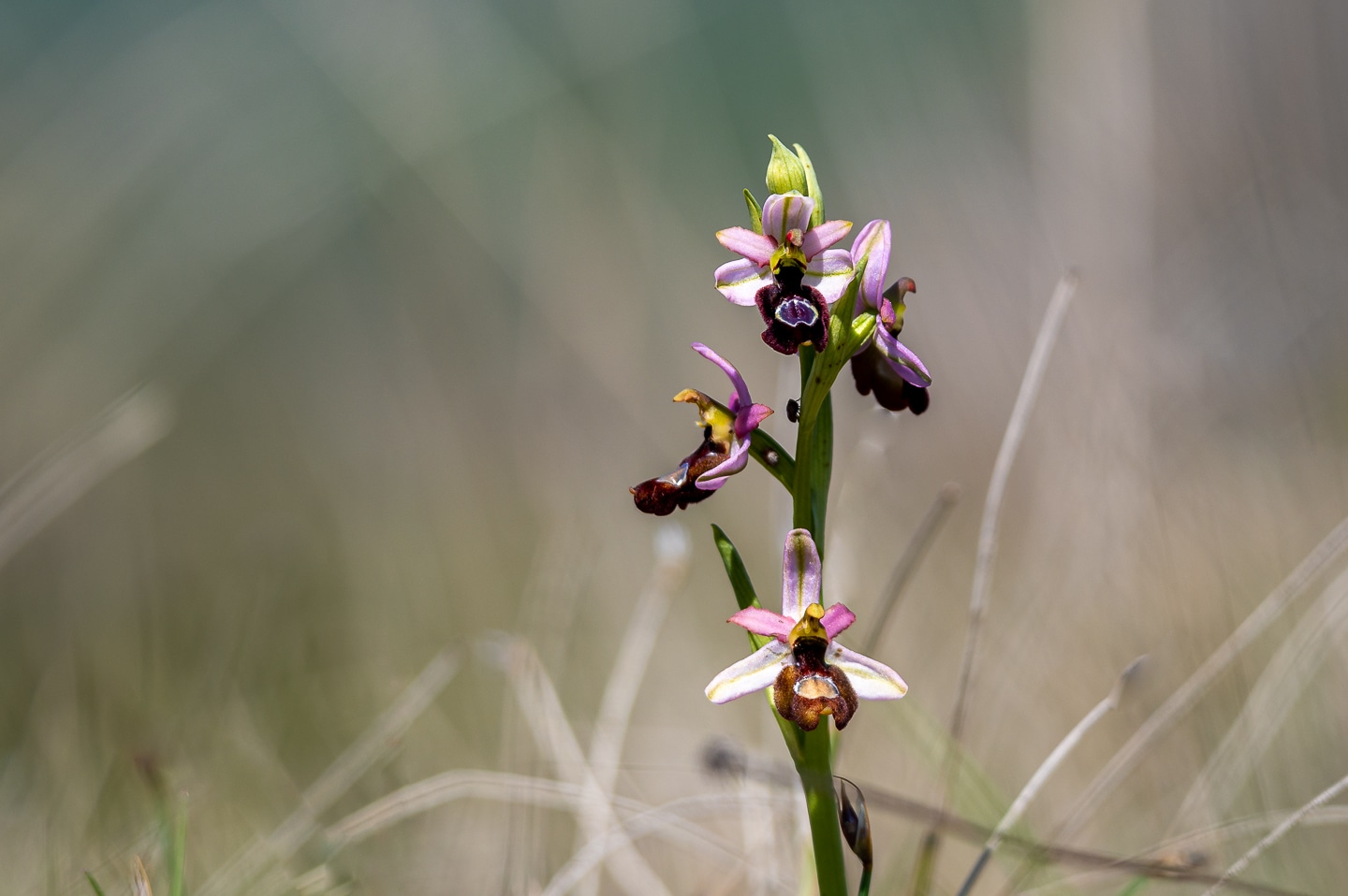 Ophrys bertolonii saratoi ( O. drumana ) Ophry580