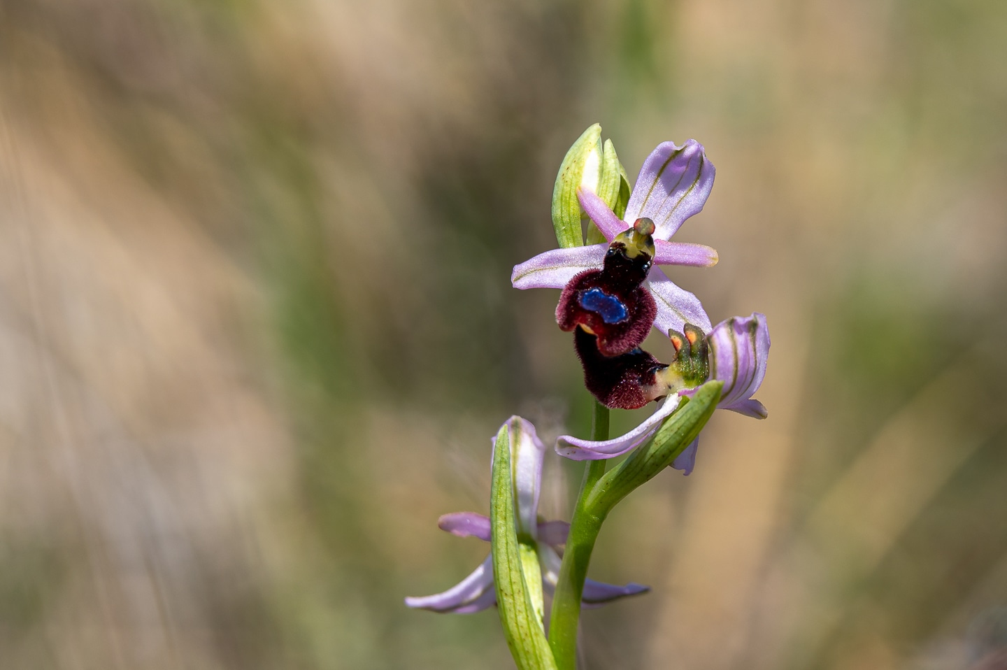 Ophrys bertolonii saratoi ( O. drumana ) Ophry583