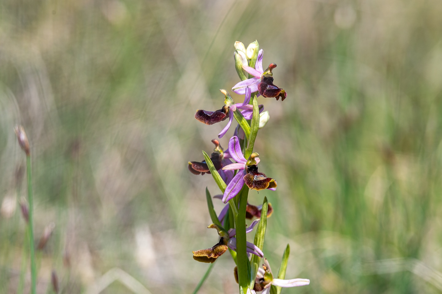 Ophrys bertolonii saratoi ( O. drumana ) Ophry585