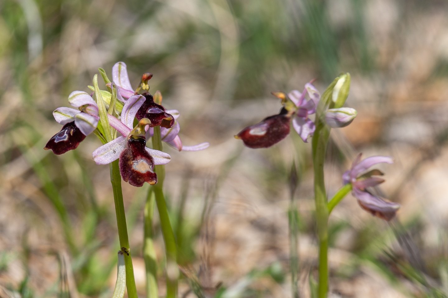 Ophrys bertolonii saratoi ( O. drumana ) Ophry586