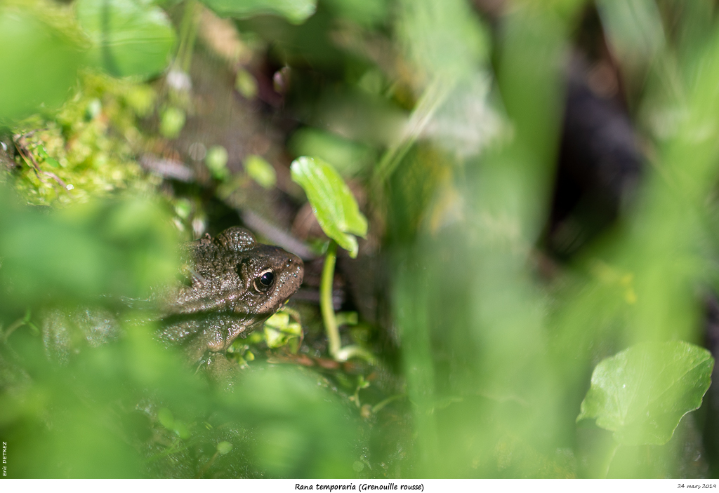 Boucle de Moiles, la nature nous émerveille ! Rana_t10