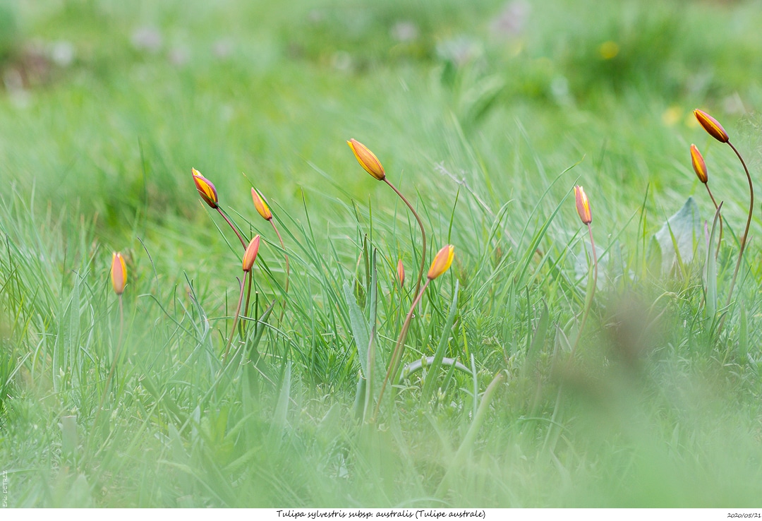 Pic de Gleize, balade plutôt sympa Tulipa15