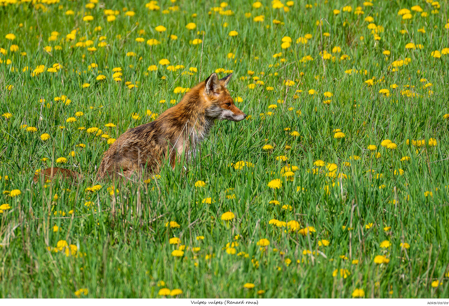 De l'Ubaye à l'Etang de Berre Vulpes11