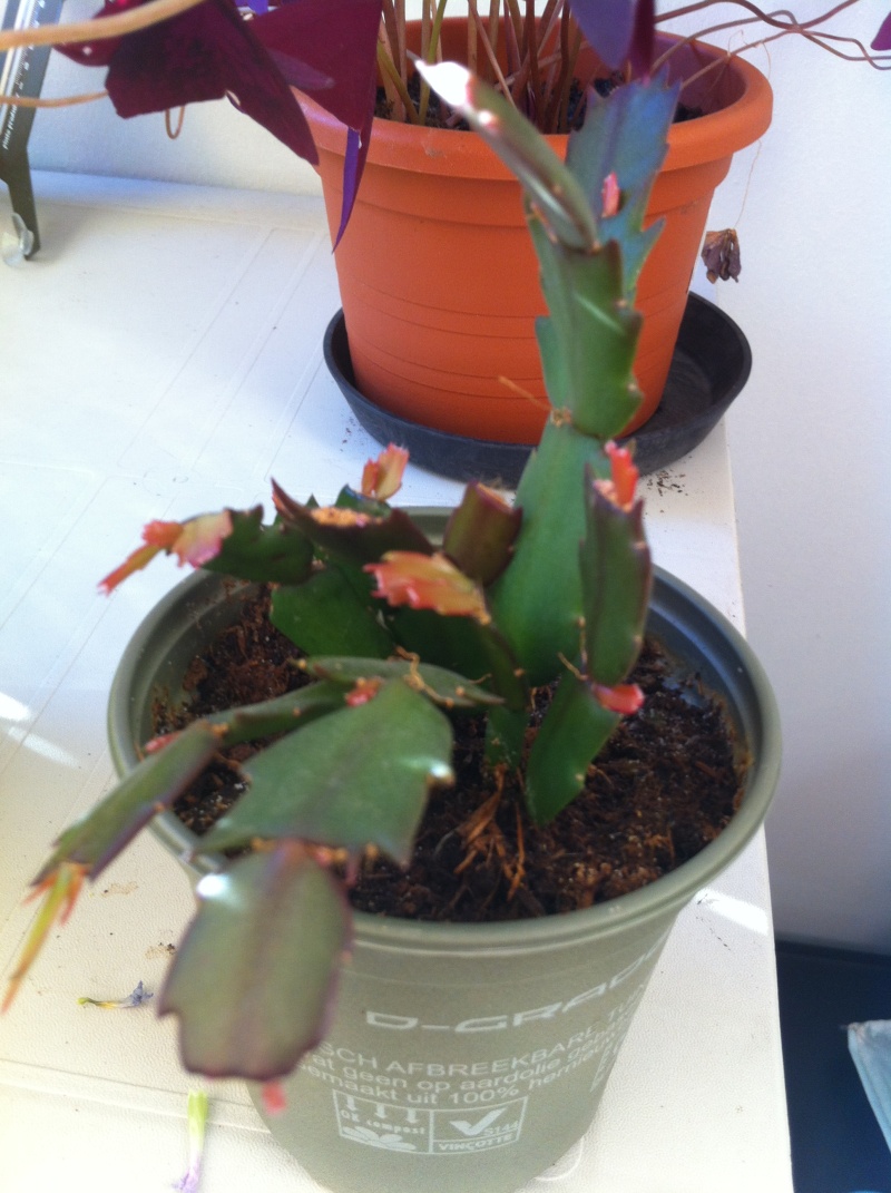 Ma bouture de mon cactus de noël (SCHLUMBERGERA) 2012-020