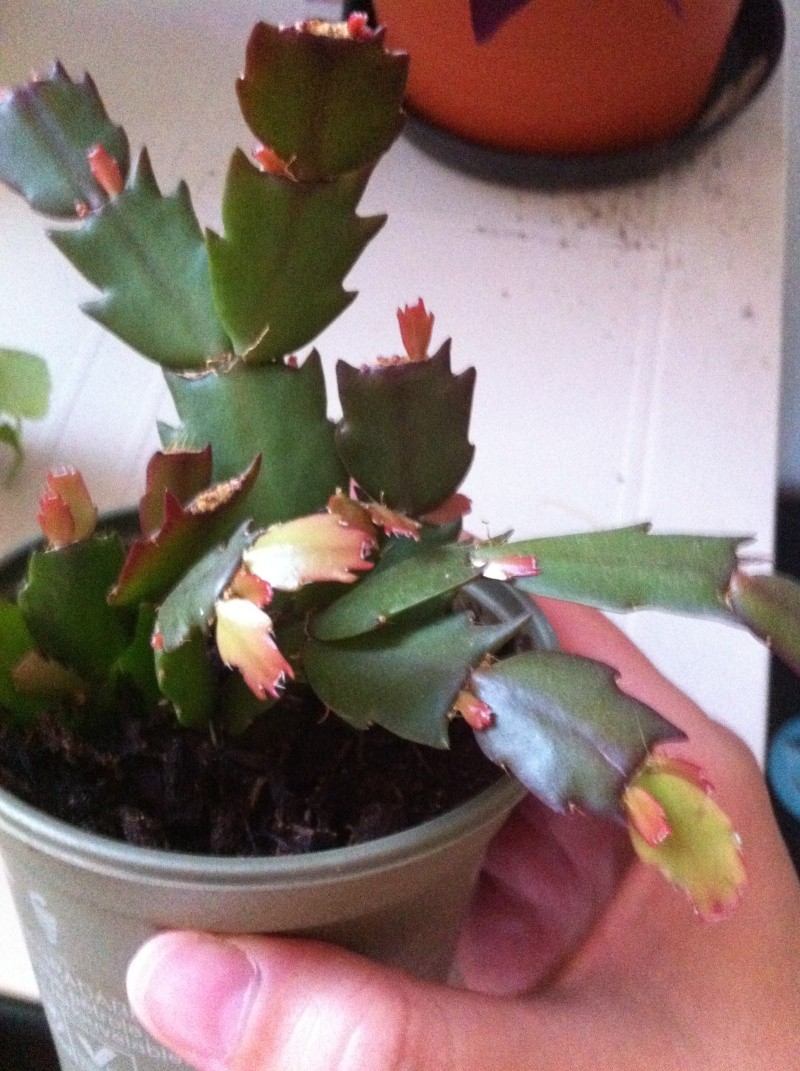 Ma bouture de mon cactus de noël (SCHLUMBERGERA) 2012-026