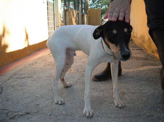 Nano, magnifique petit chien de 1 an 314