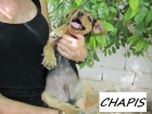 Chapis, chiot de petite taille très joueur 315