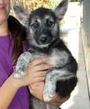 Celia, chienne de berger, 3 mois 422