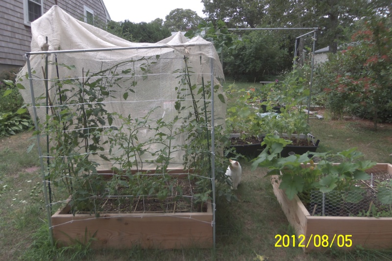 Saving Stressed tomatos and protect plants from high temps 100_2210